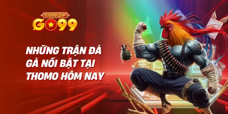 Những trận đá gà nổi bật tại Thomo hôm nay