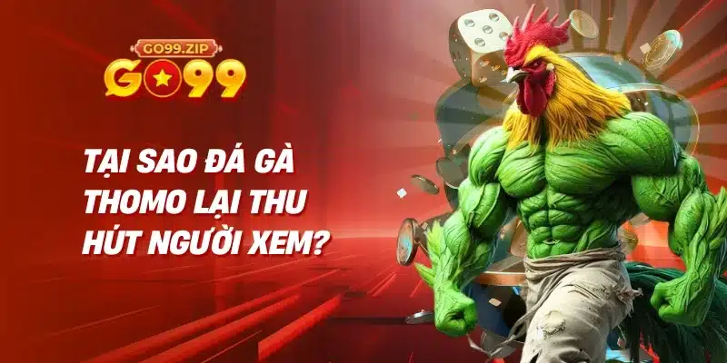 Tại sao đá gà Thomo lại thu hút người xem?